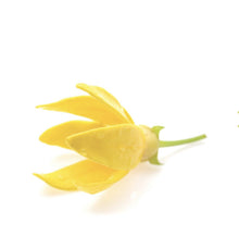 Load image into Gallery viewer, Ylang Ylang